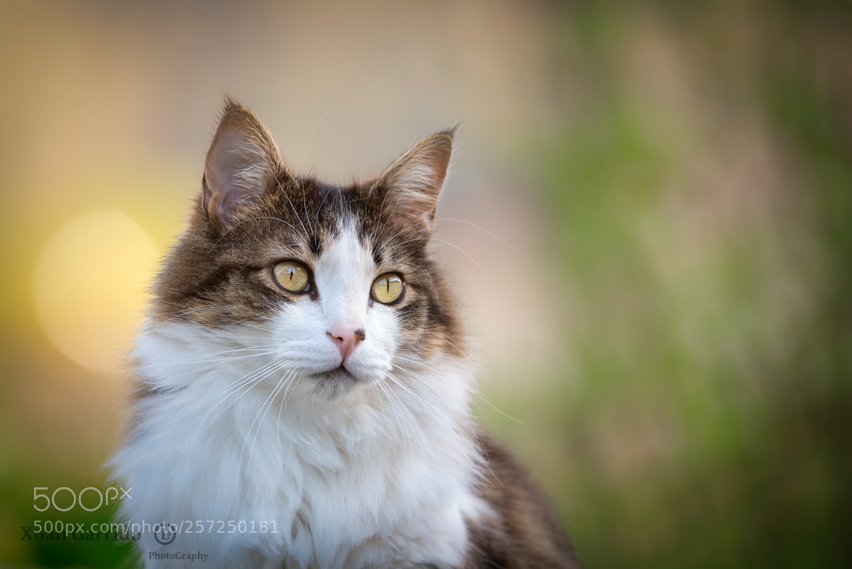 Nikon D750 sample photo. Our beautiful tonas pet! photography