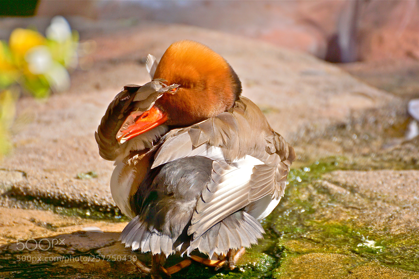 Sony ILCA-77M2 sample photo. Bashful photography