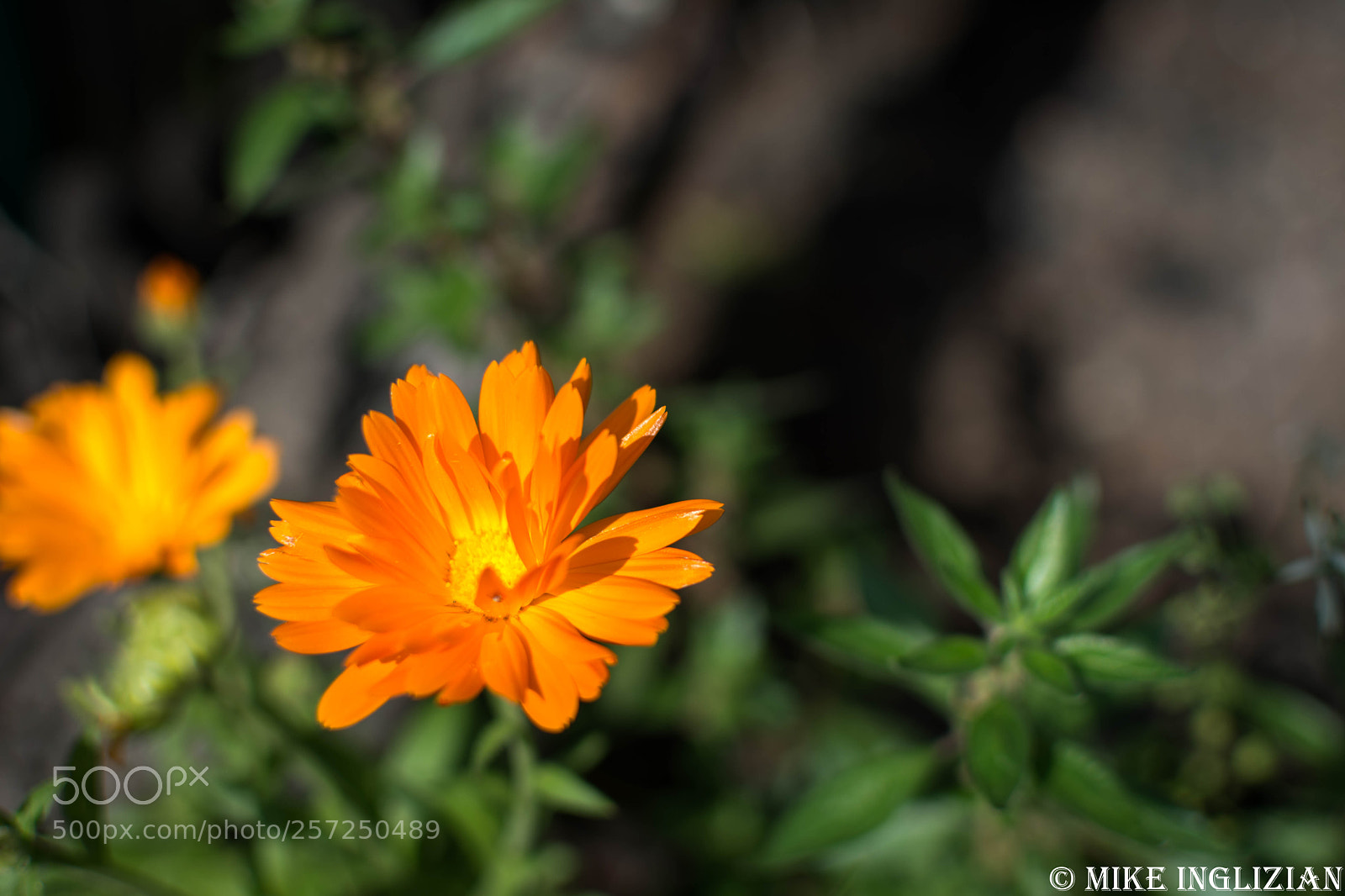 Nikon D5200 sample photo. Fleur orang e de photography