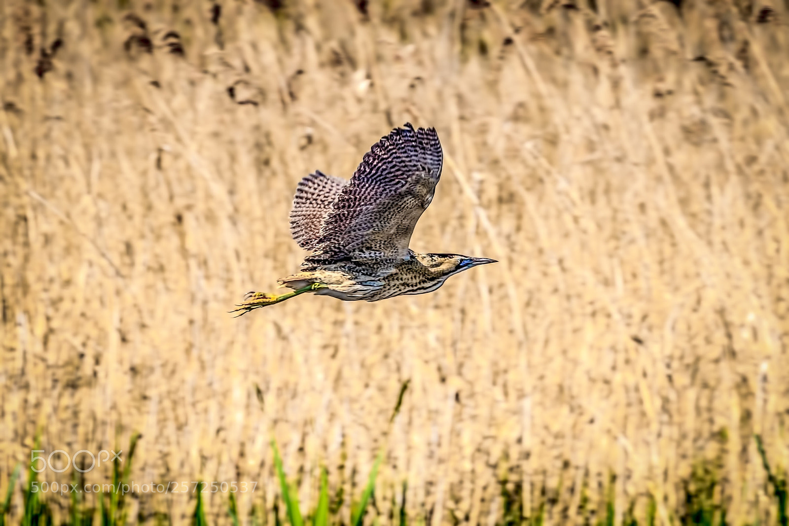 Canon EOS 7D Mark II sample photo. Bittern photography