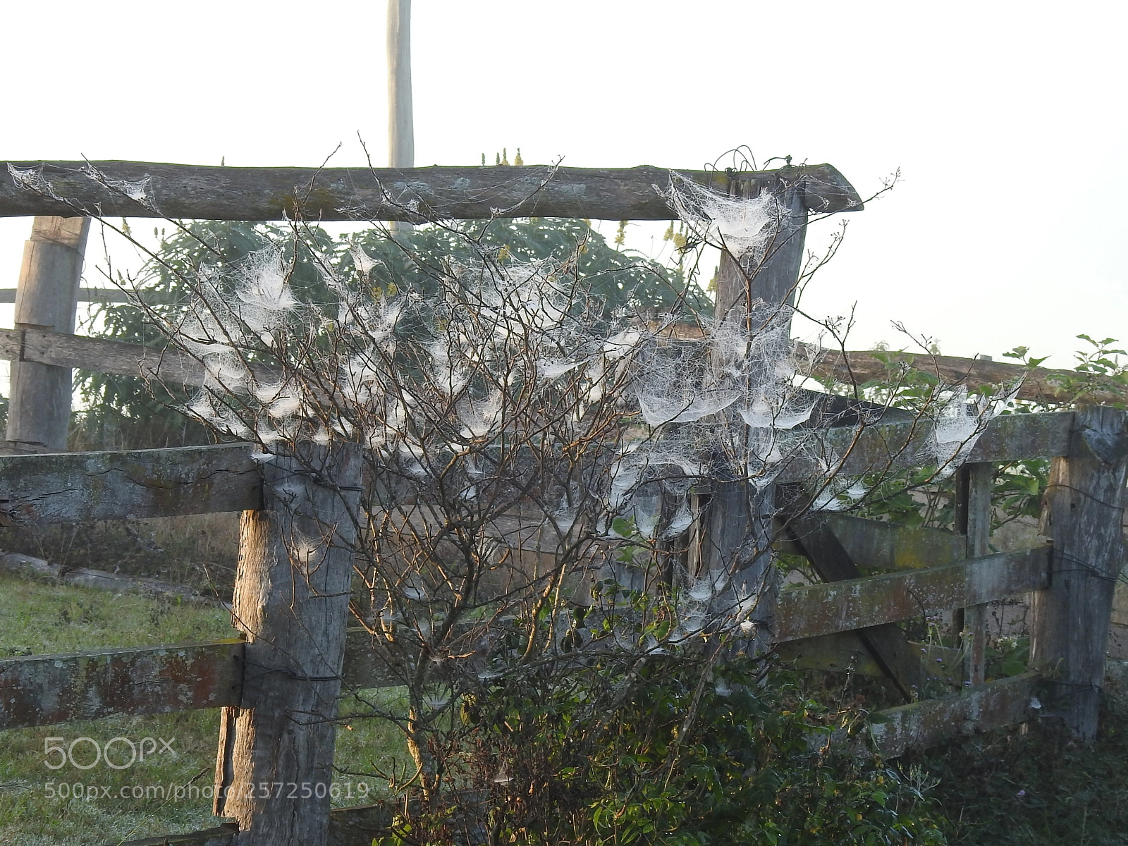 Nikon Coolpix P900 sample photo. Spider bush photography