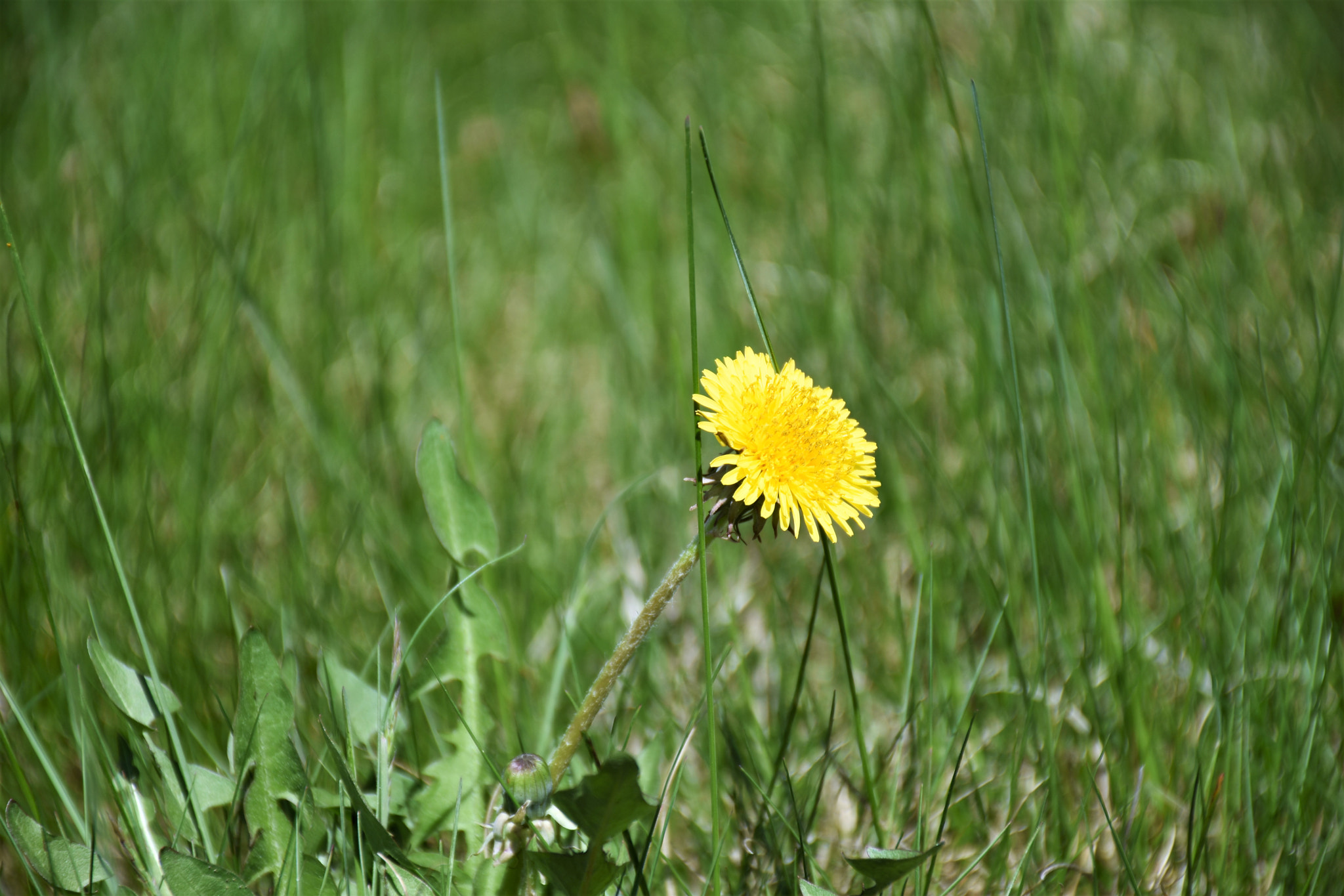 Nikon D7200 sample photo. Another dandelion photography