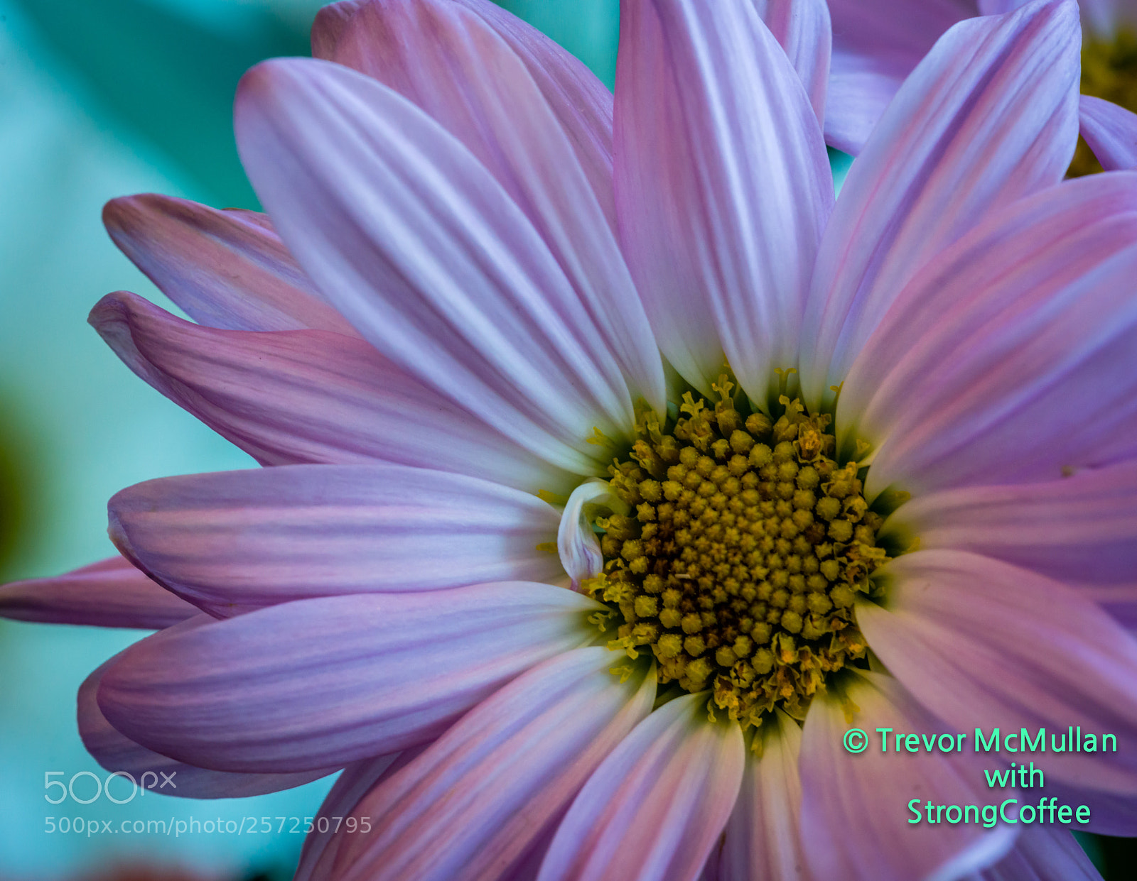 Nikon D800 sample photo. Daisy in purple photography