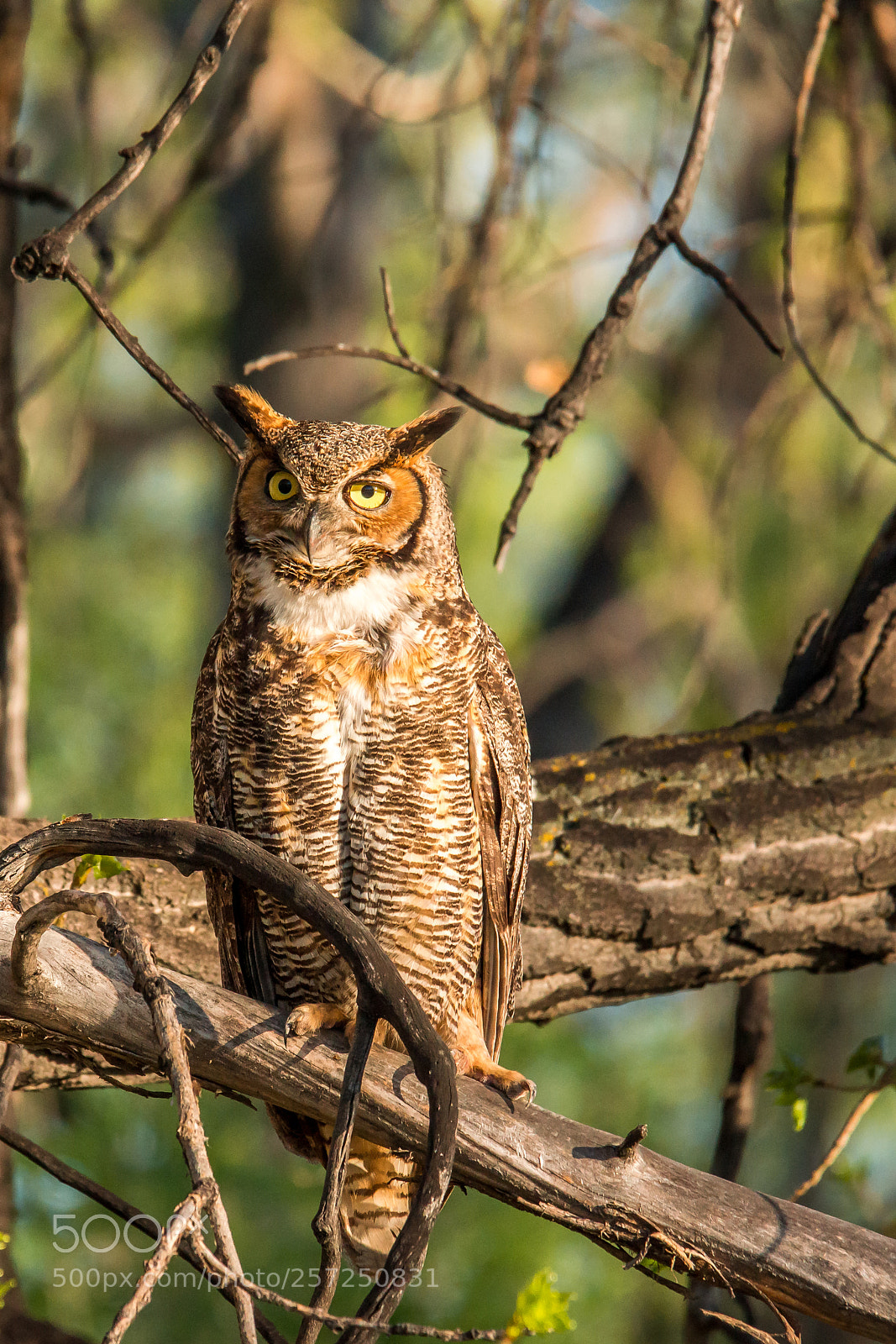 Sony SLT-A77 sample photo. Great horned owl photography