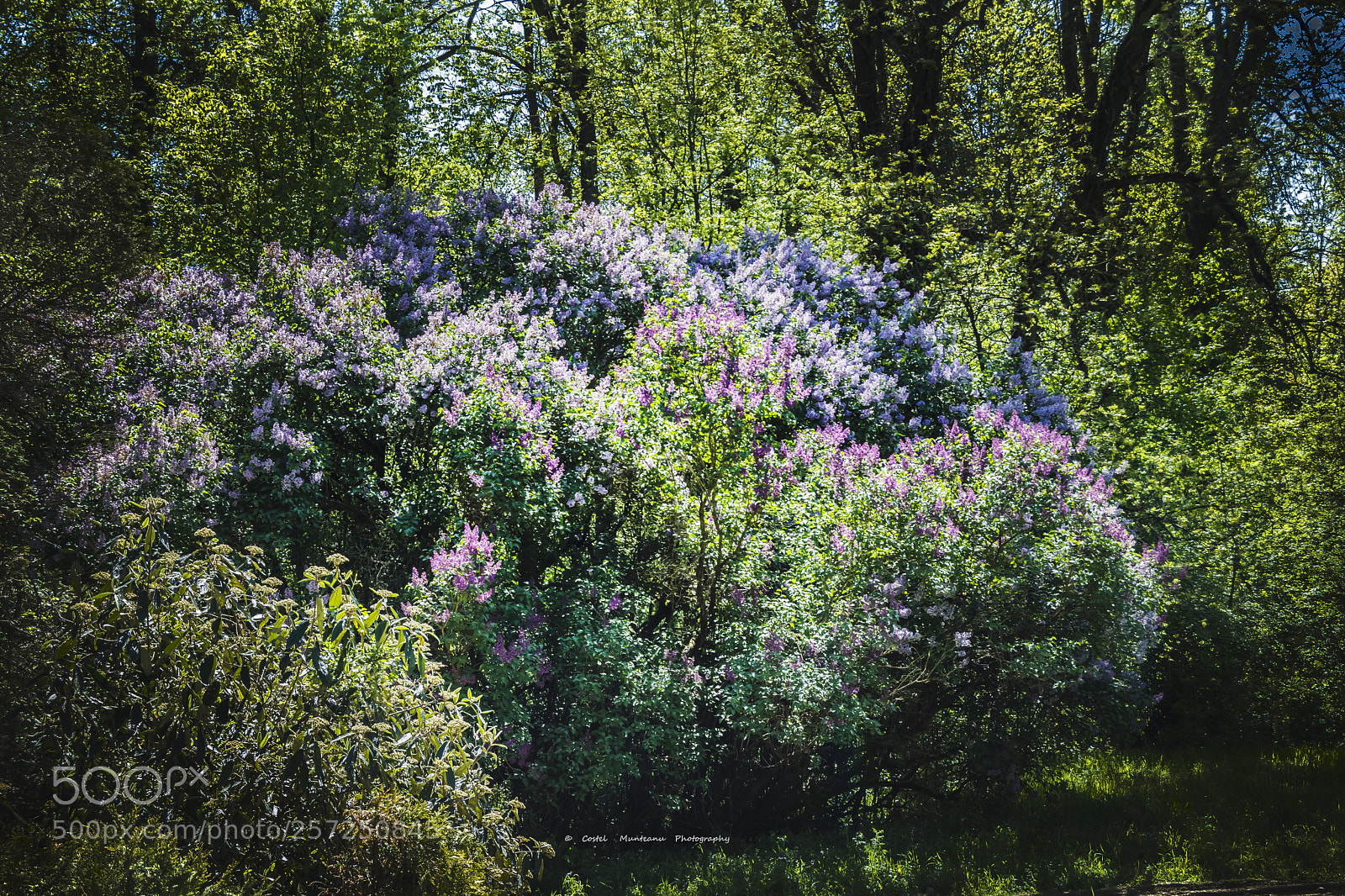 Nikon D3300 sample photo. ______spring`s simphony 5.0 photography