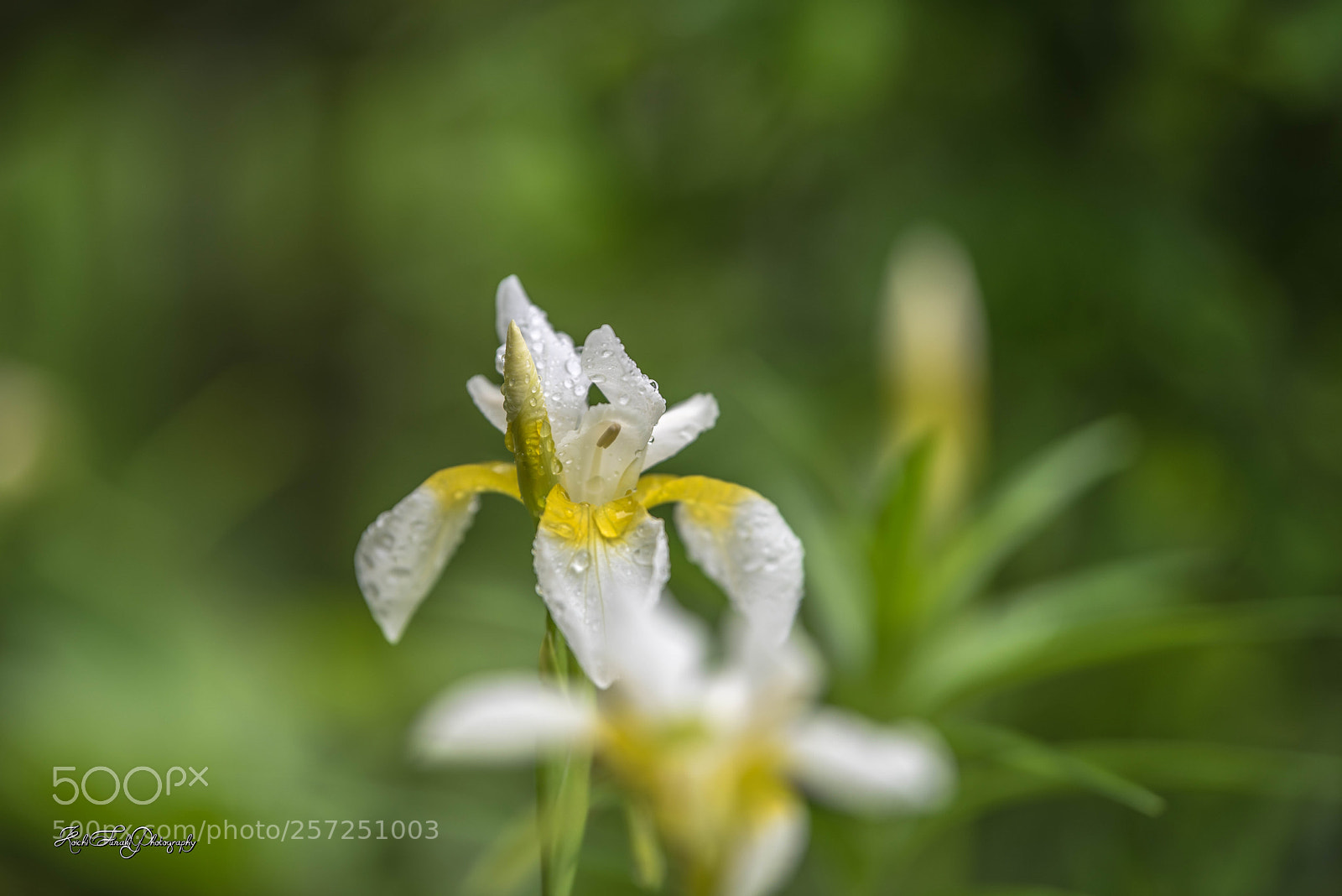 Nikon D810 sample photo. After the rain photography
