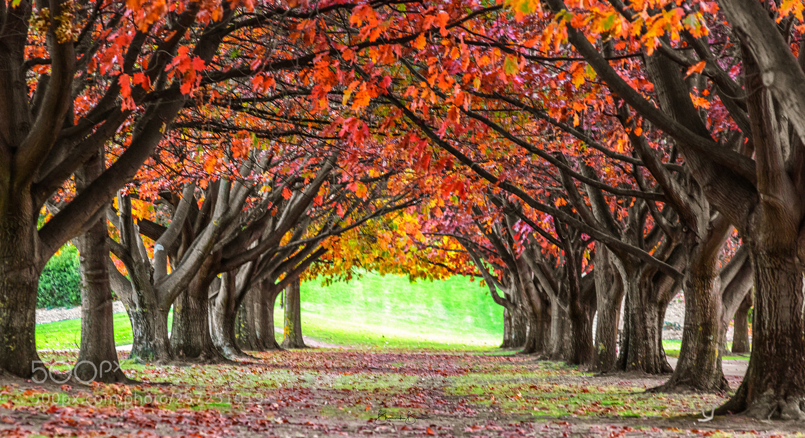Nikon D810 sample photo. Autumn colors photography