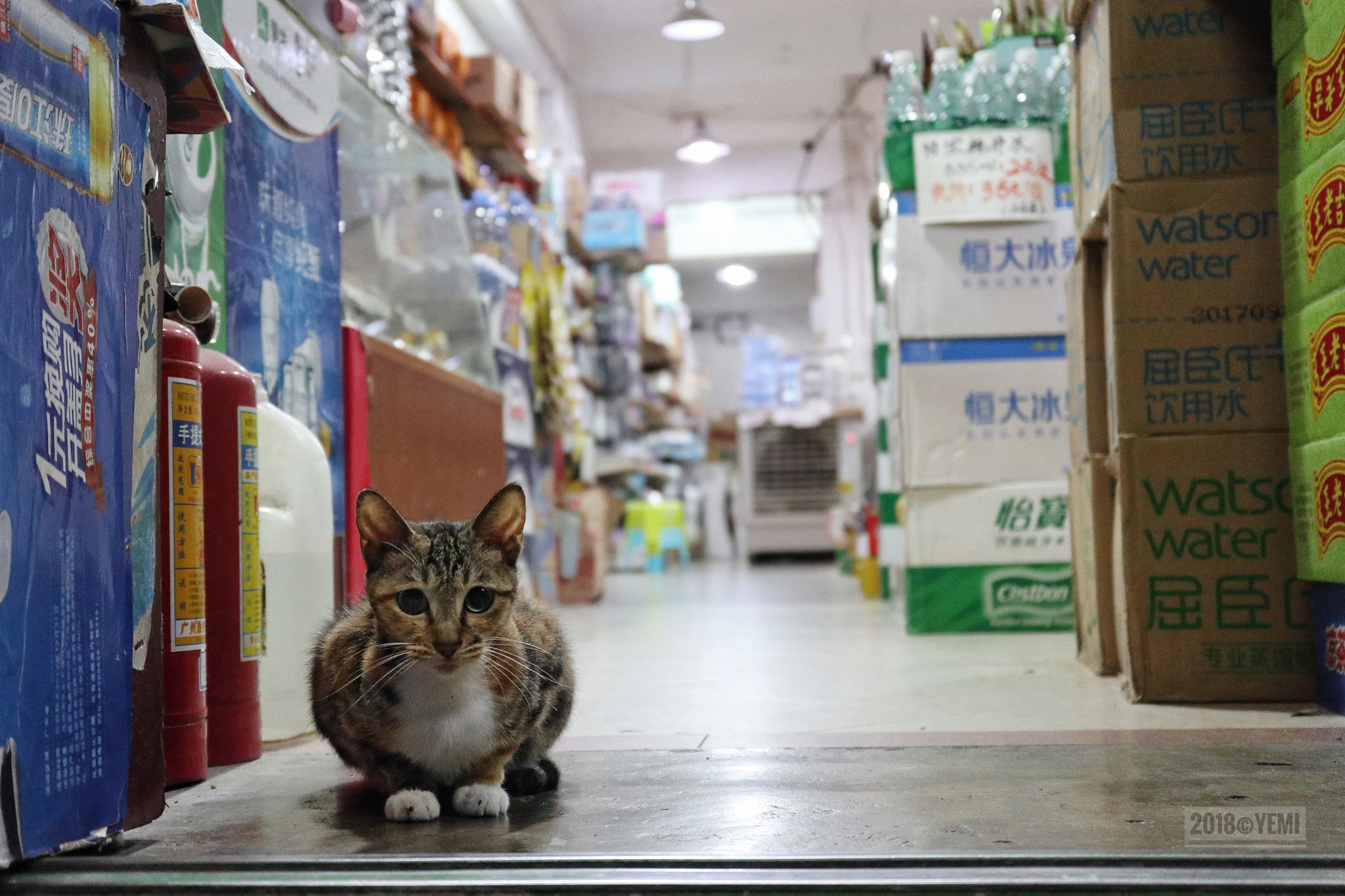 Canon EOS M6 sample photo. The supermarket's cat photography