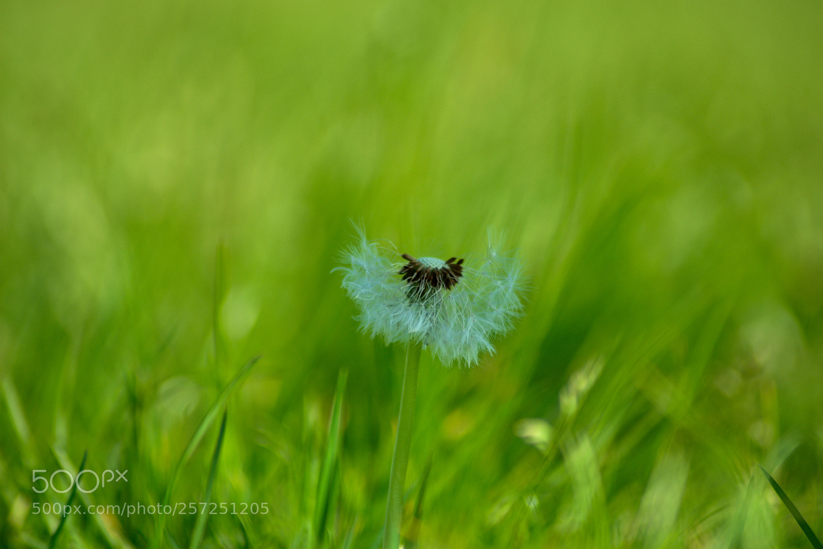 Nikon D3400 sample photo. Blades of grass photography