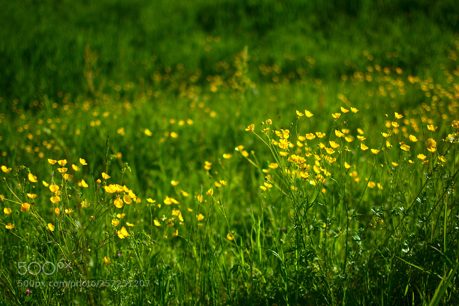 Nikon D3400 sample photo. Yellow flowers photography