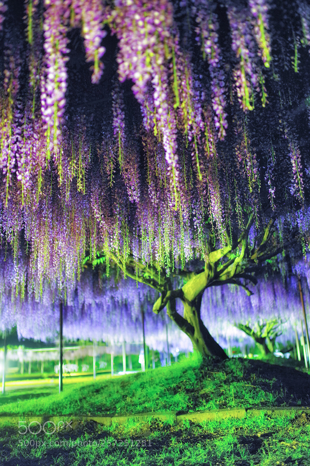 Pentax K-1 sample photo. Wisteria shower photography