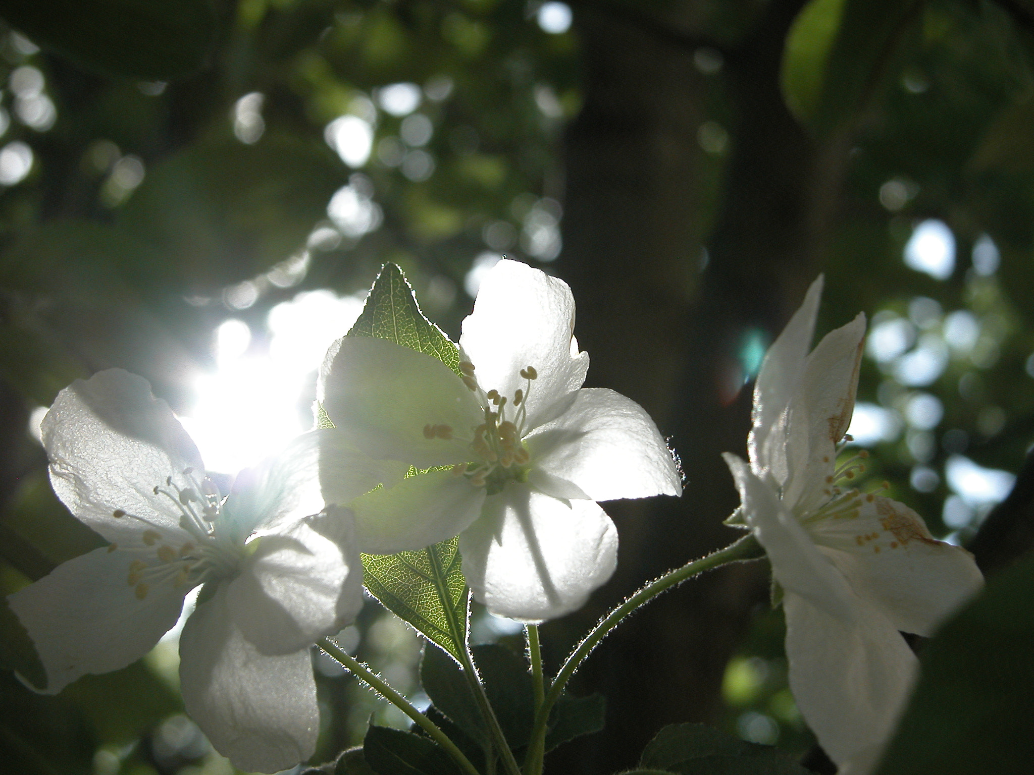 Nikon E5700 sample photo. White sunny flower photography
