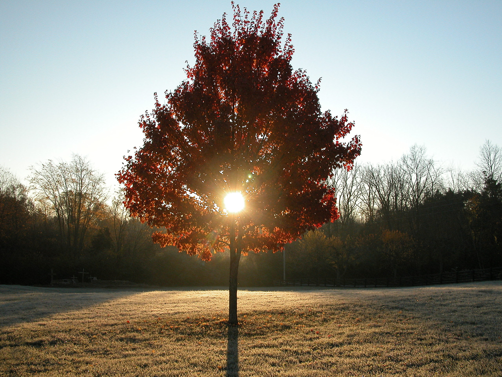 Nikon E5700 sample photo. Morning tree sunrise photography