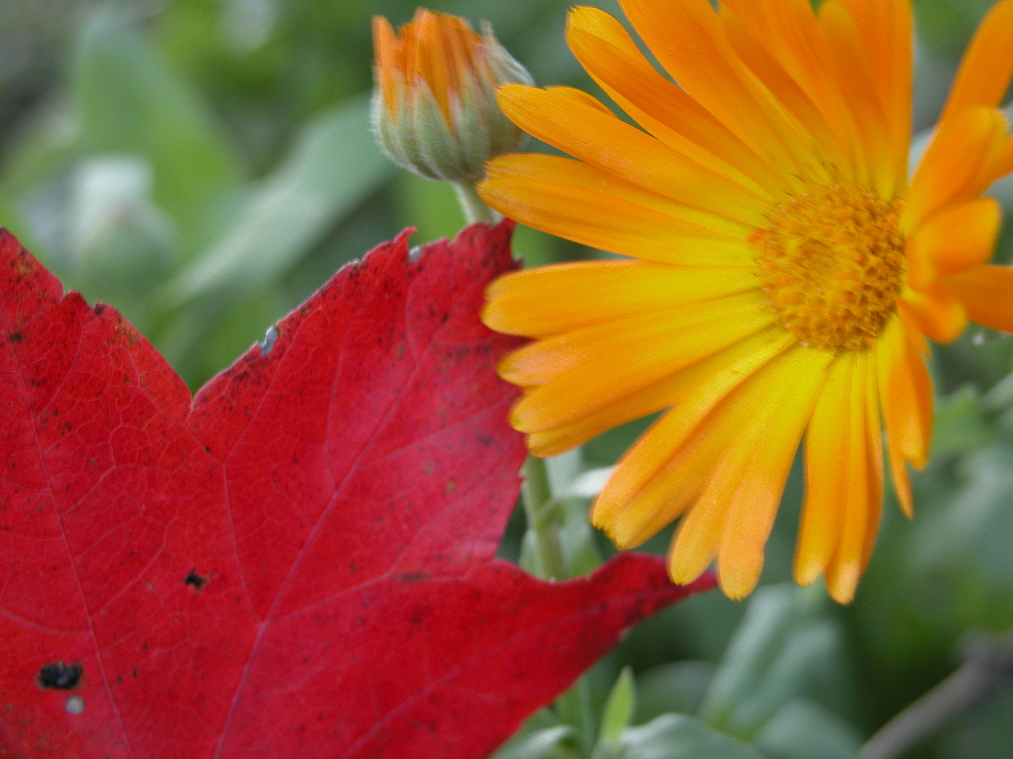 Nikon E5700 sample photo. Autumn flower photography
