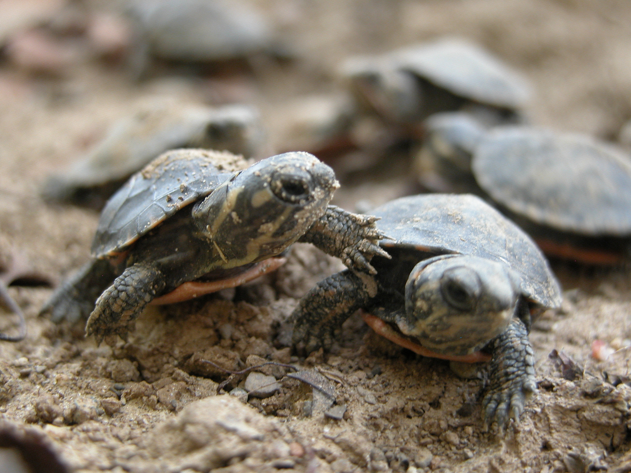 Nikon E5700 sample photo. Newborn turtles photography