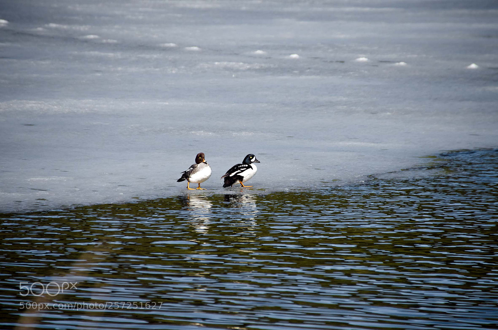 Nikon D5100 sample photo. Loons photography
