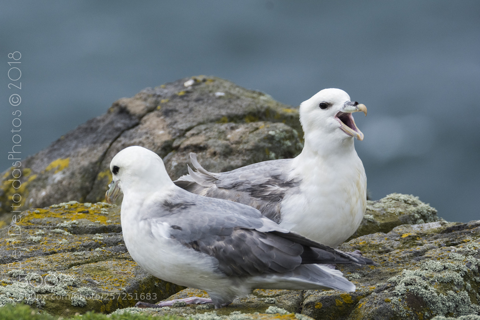 Nikon D7100 sample photo. F lmar boreal fulmar photography