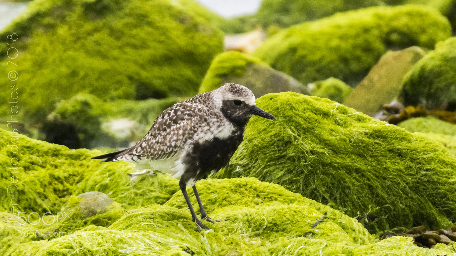 Nikon D7100 sample photo. P llara cincenta pluvialis photography