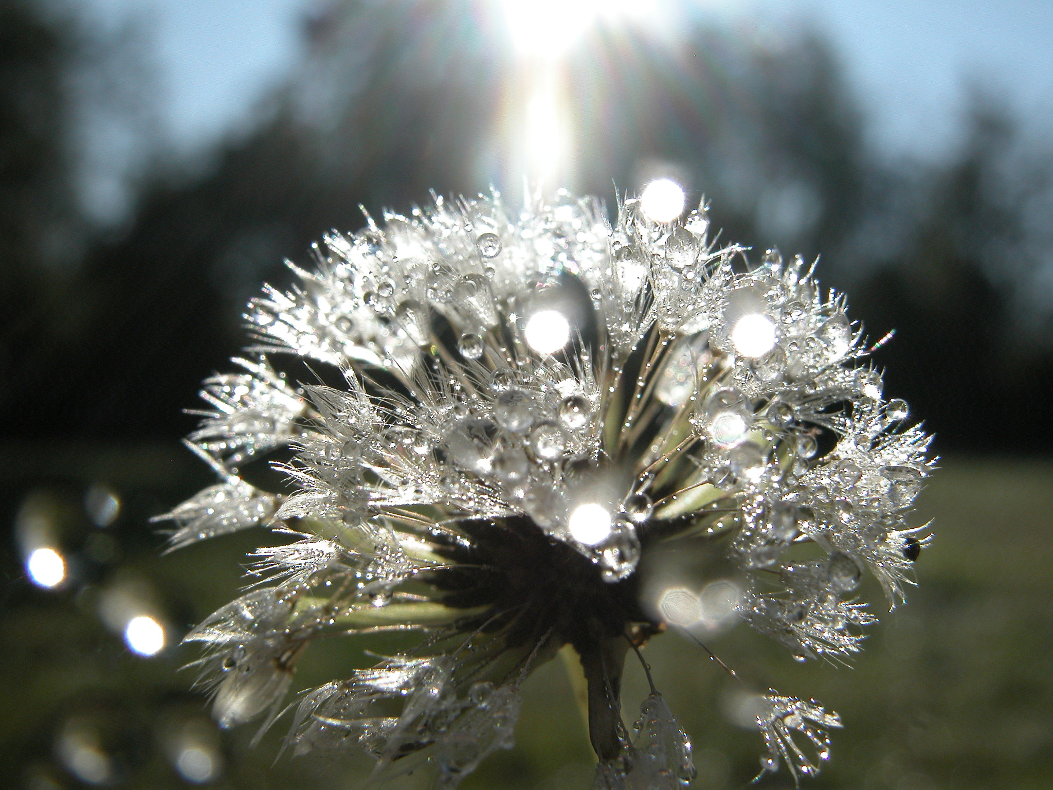 Nikon E5700 sample photo. Morning dew dandelion photography