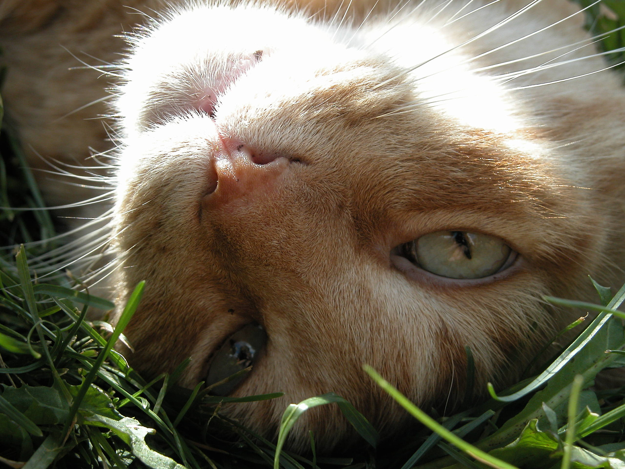 Nikon E5700 sample photo. Rolled over cat photography