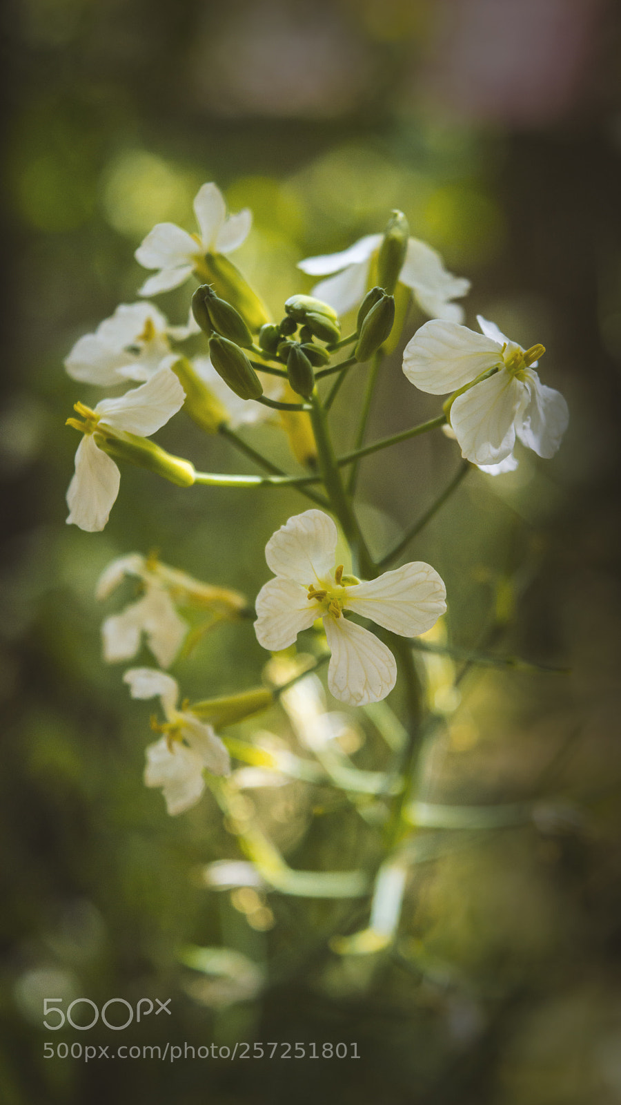 Nikon D3200 sample photo. Untitled like our life photography