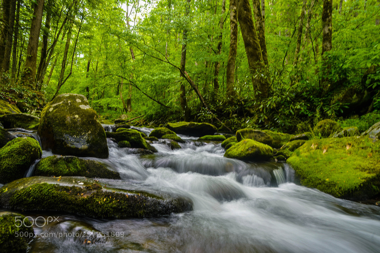 Nikon D4 sample photo. Silky waters over green photography
