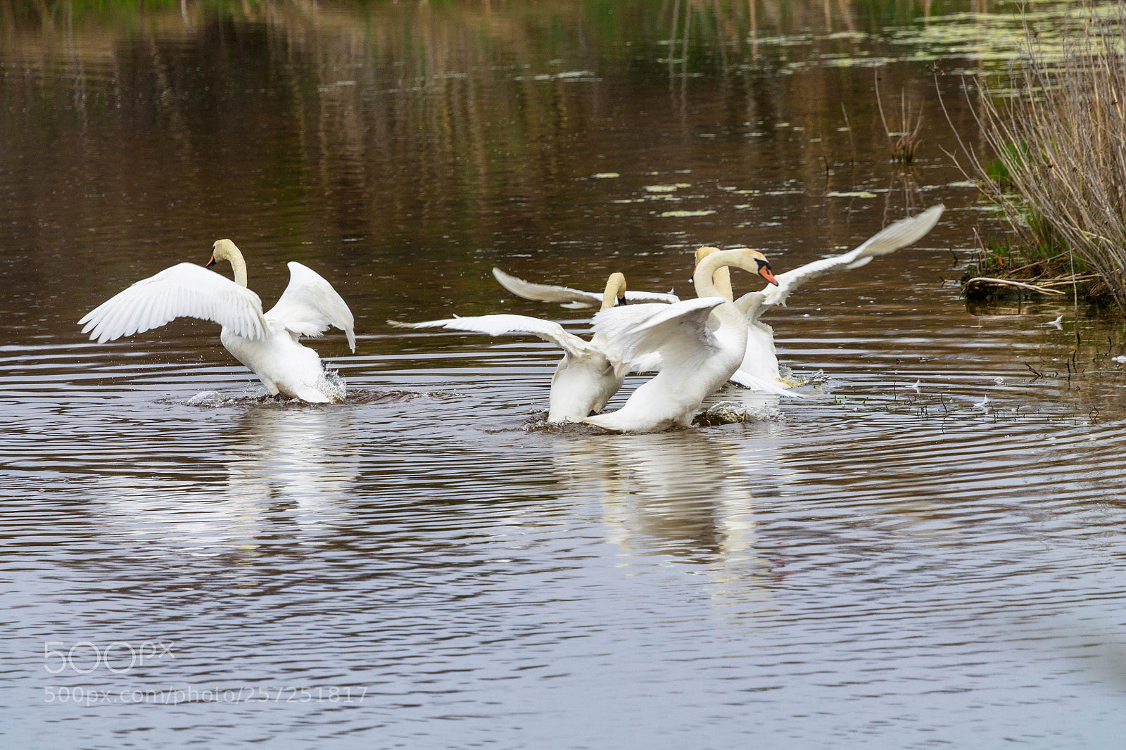 Canon EOS 1100D (EOS Rebel T3 / EOS Kiss X50) sample photo. Swan fight club photography