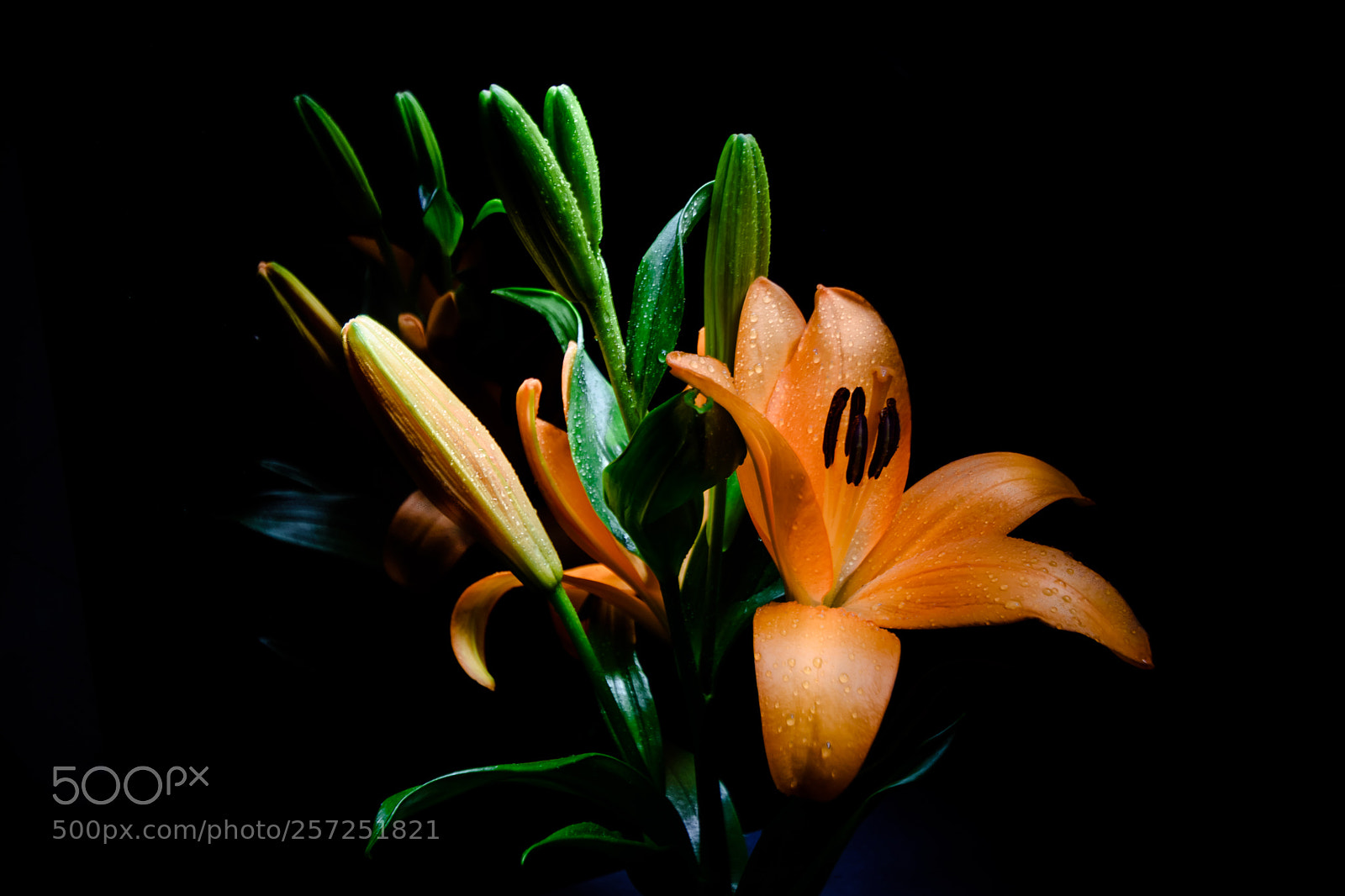 Nikon D7200 sample photo. Untitled photography