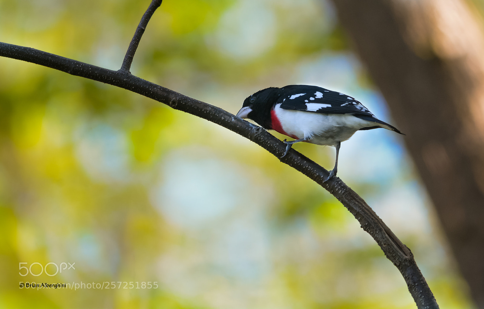 Nikon D7100 sample photo. Rose breasted grosbeak photography