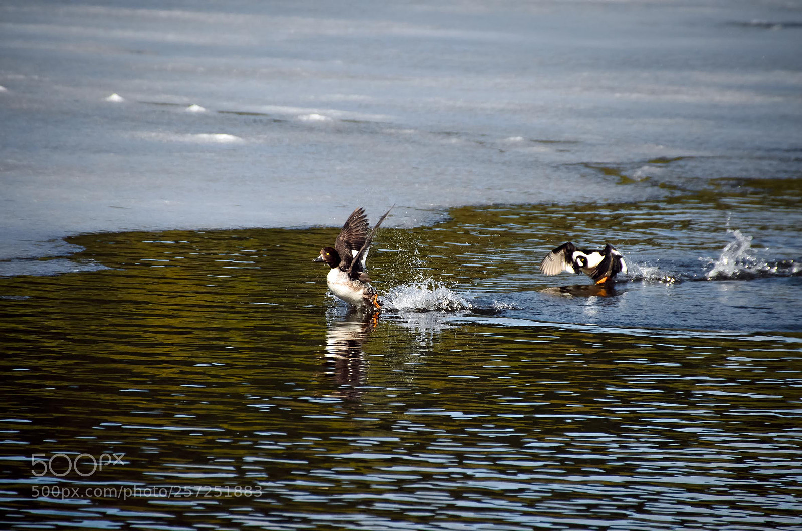 Nikon D5100 sample photo. Walk on water photography