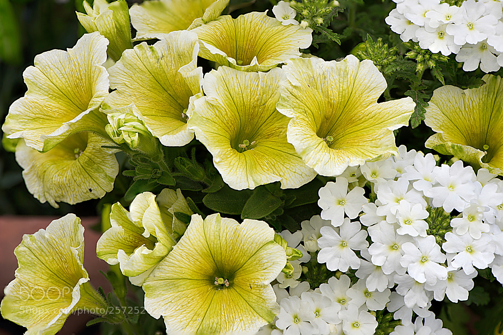 Nikon D810 sample photo. Petunia yellow photography