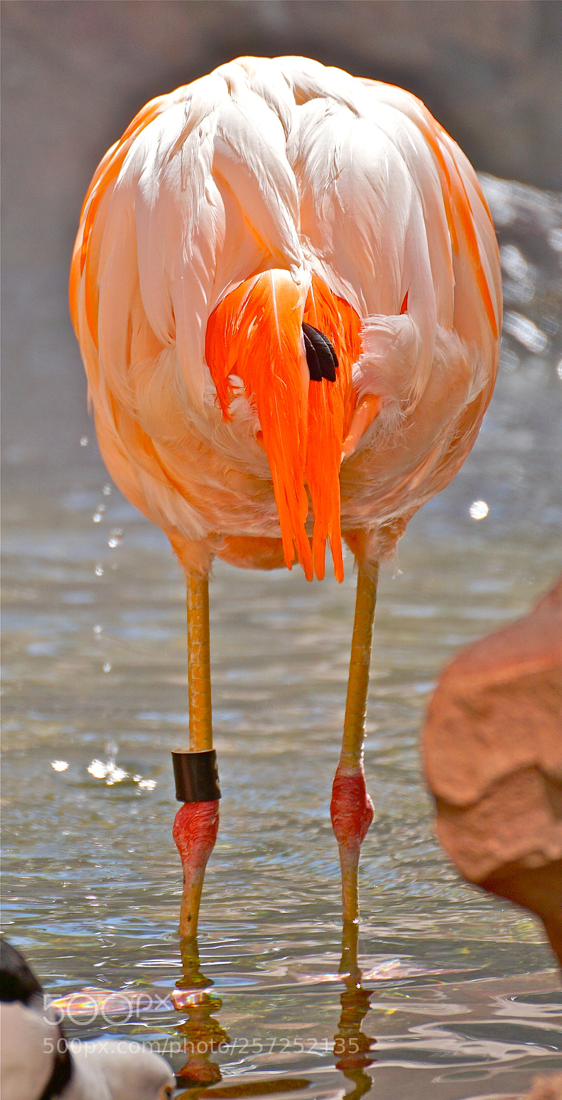 Sony ILCA-77M2 sample photo. Headless flamingo photography