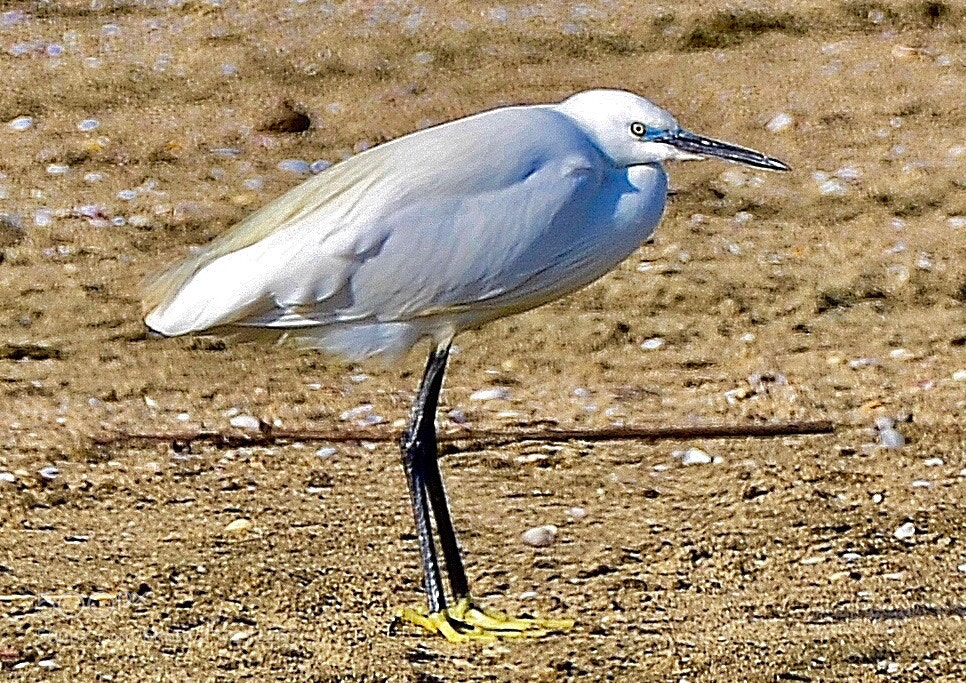 Nikon D7000 sample photo. Gray heron photography
