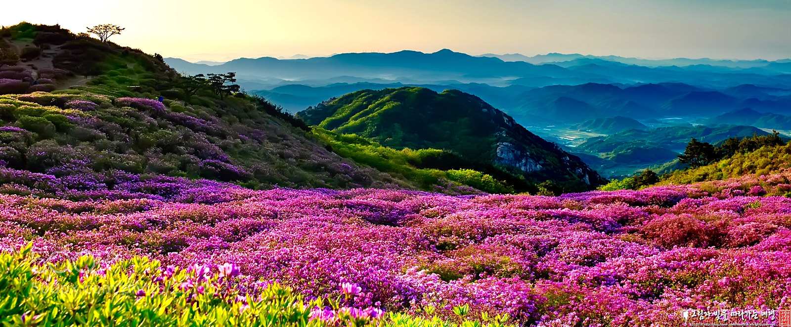 Nikon D800E sample photo. 황매산 photography
