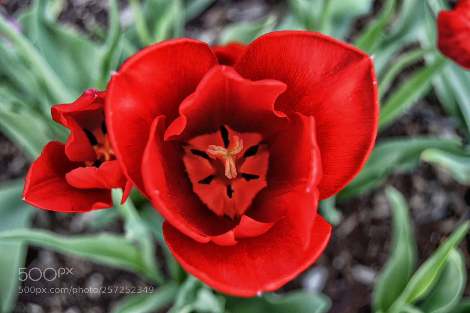 Nikon D3200 sample photo. Red tulip photography