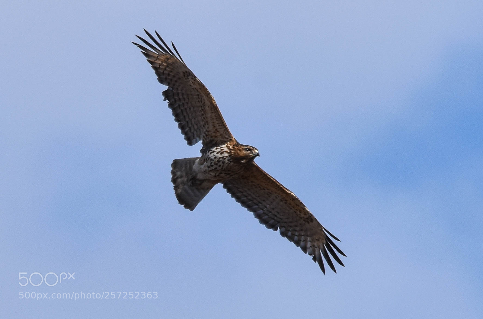 Nikon D3400 sample photo. Hawk in flight photography