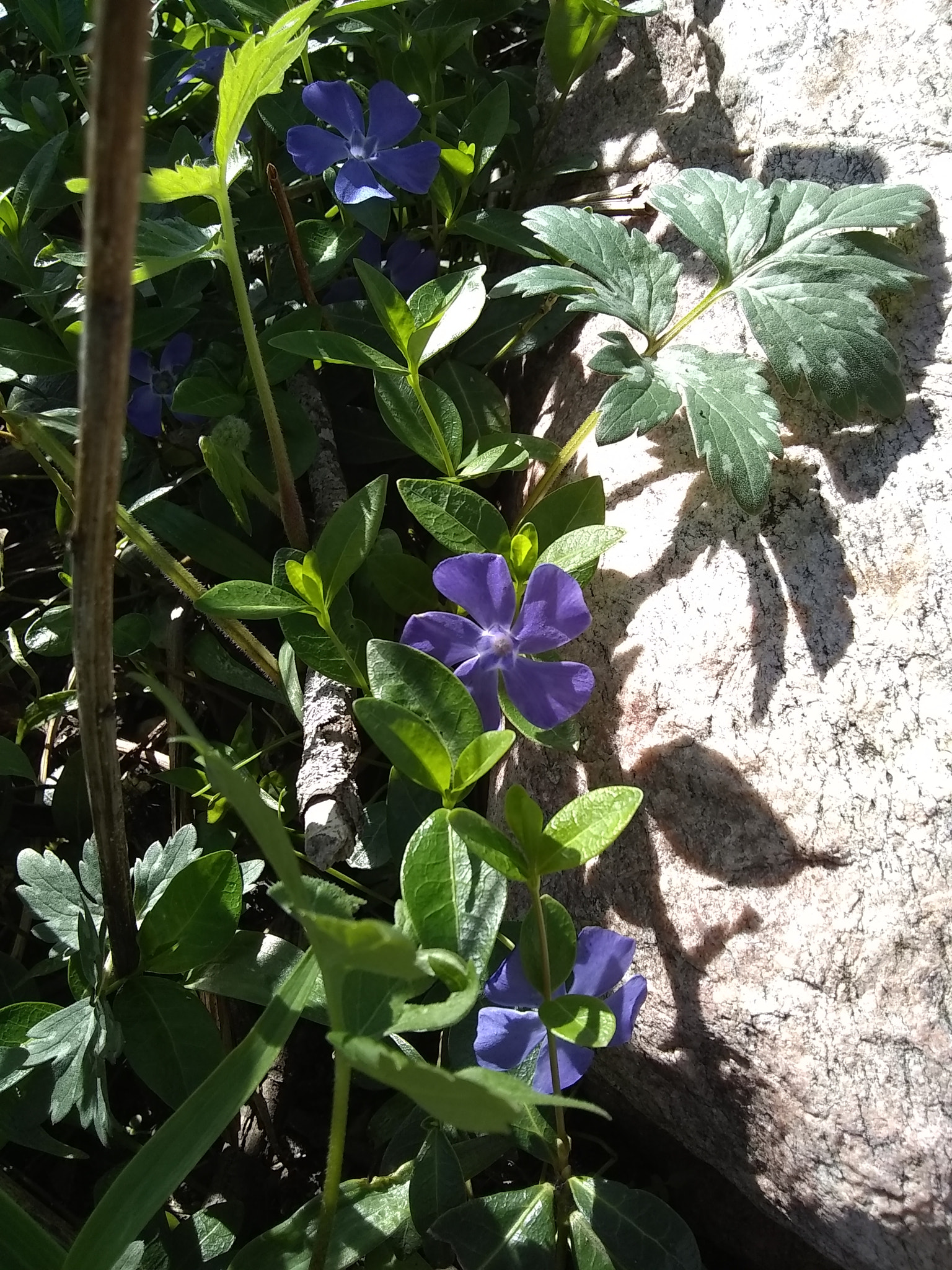 Motorola Moto E4 sample photo