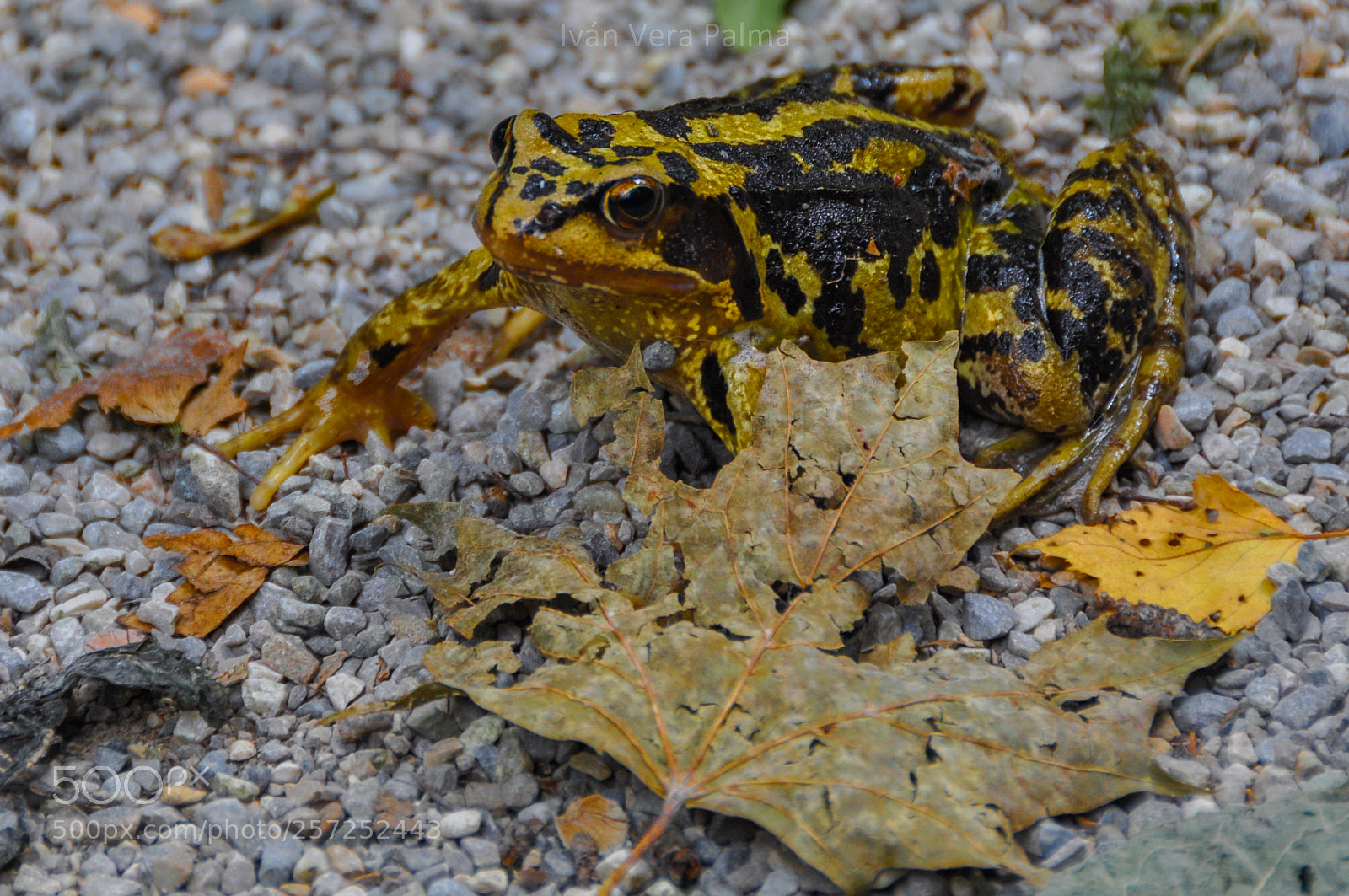 Nikon D90 sample photo. Frosch.jpg photography