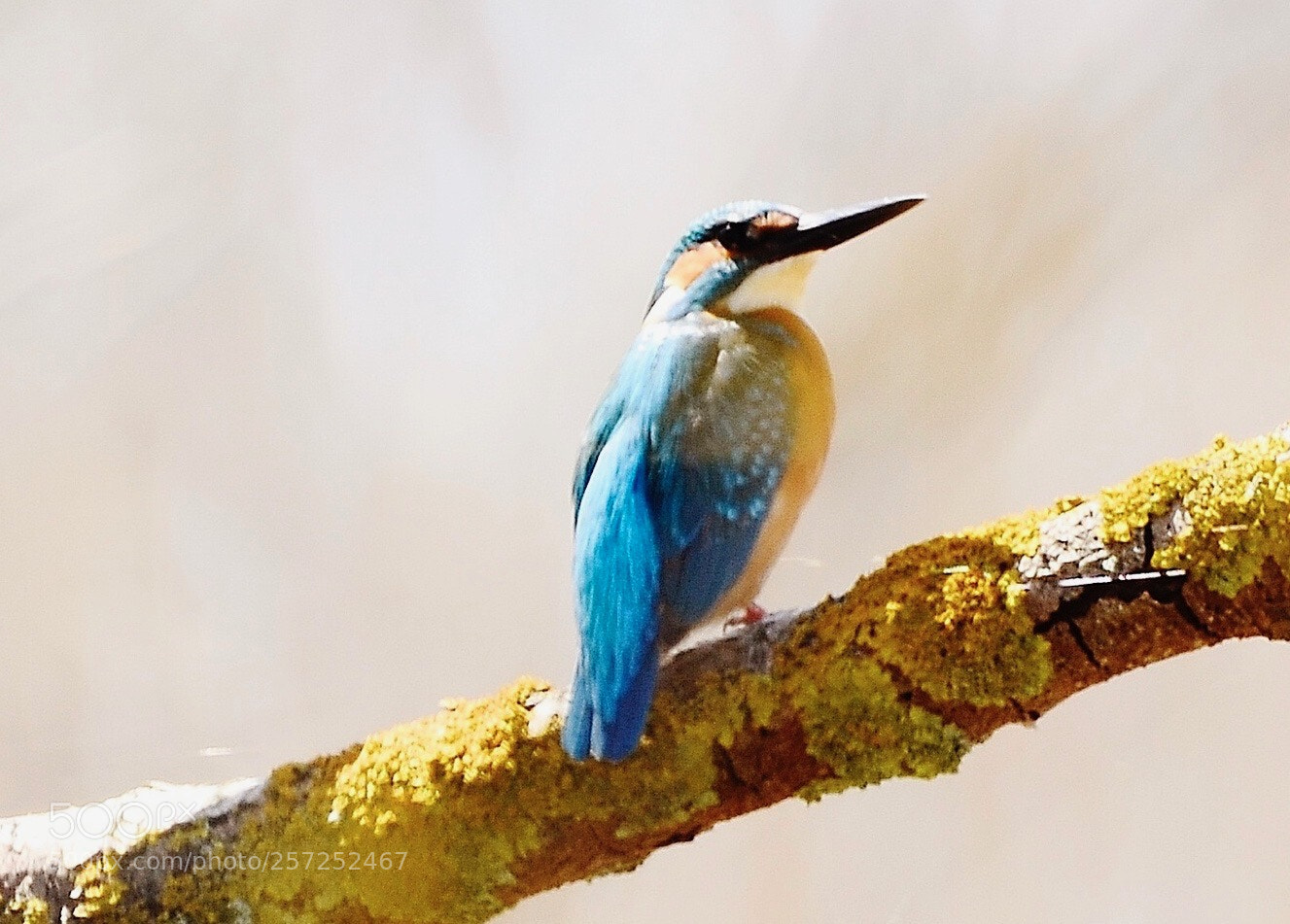 Nikon D7000 sample photo.  bee eater photography