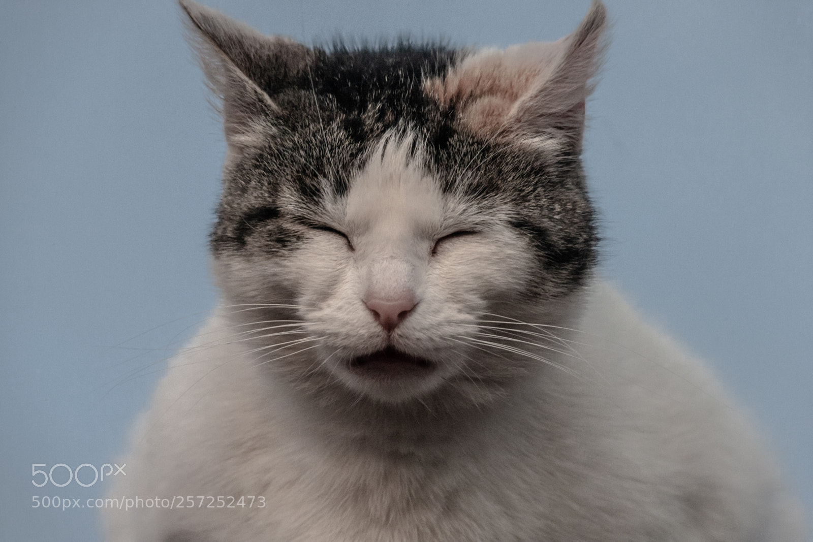 Canon EOS-1Ds Mark II sample photo. The cat on the photography