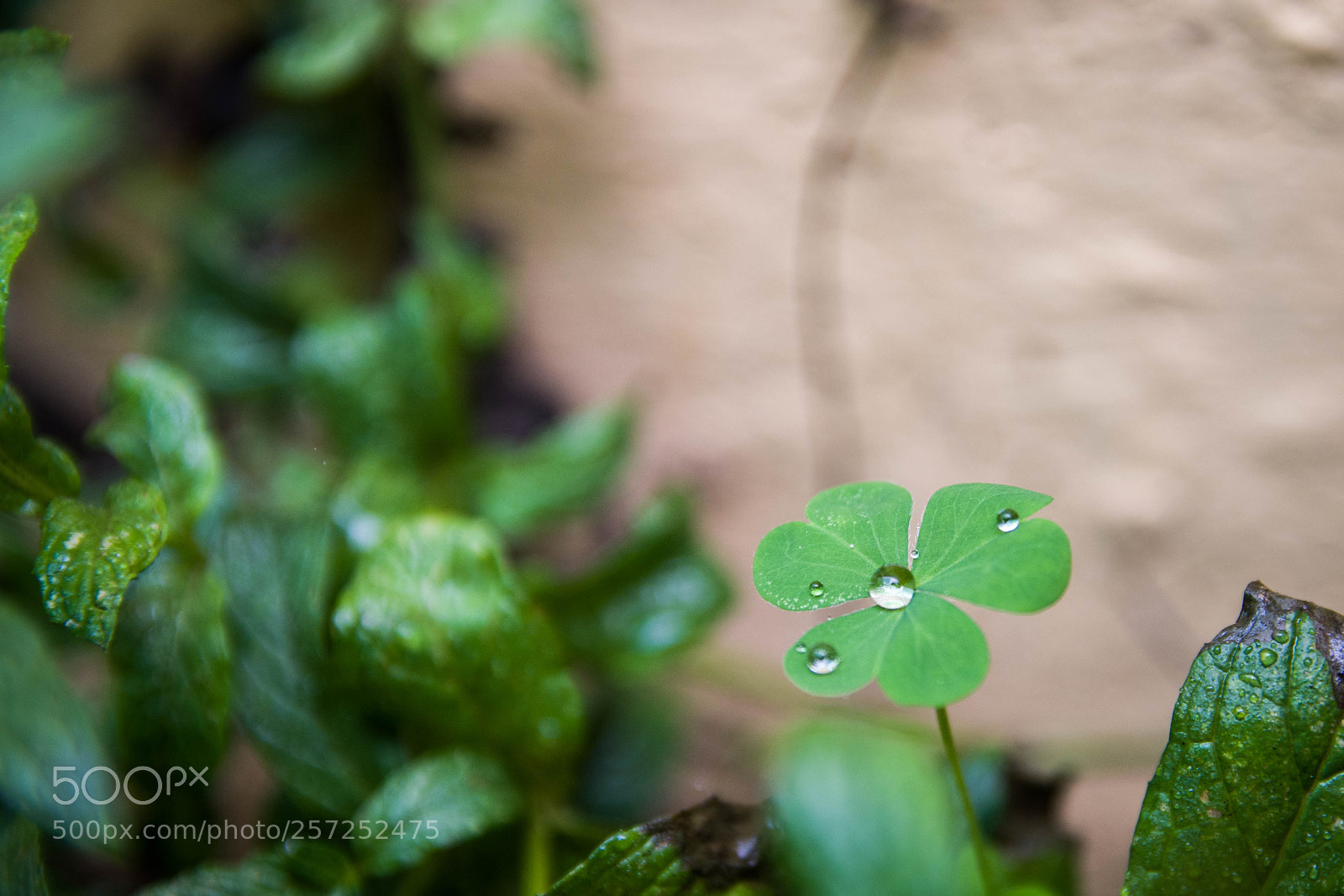 Nikon D7200 sample photo. Trebol photography