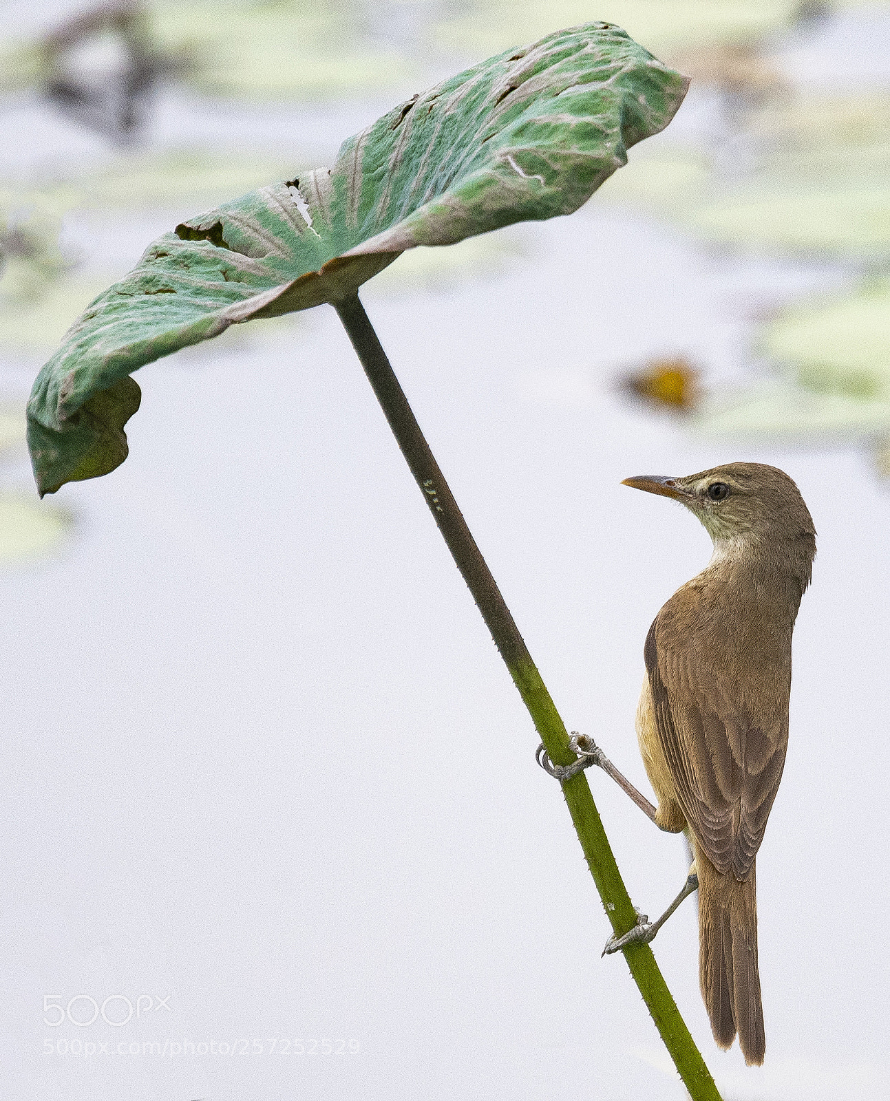 Nikon D500 sample photo. Oriental reed warbler photography