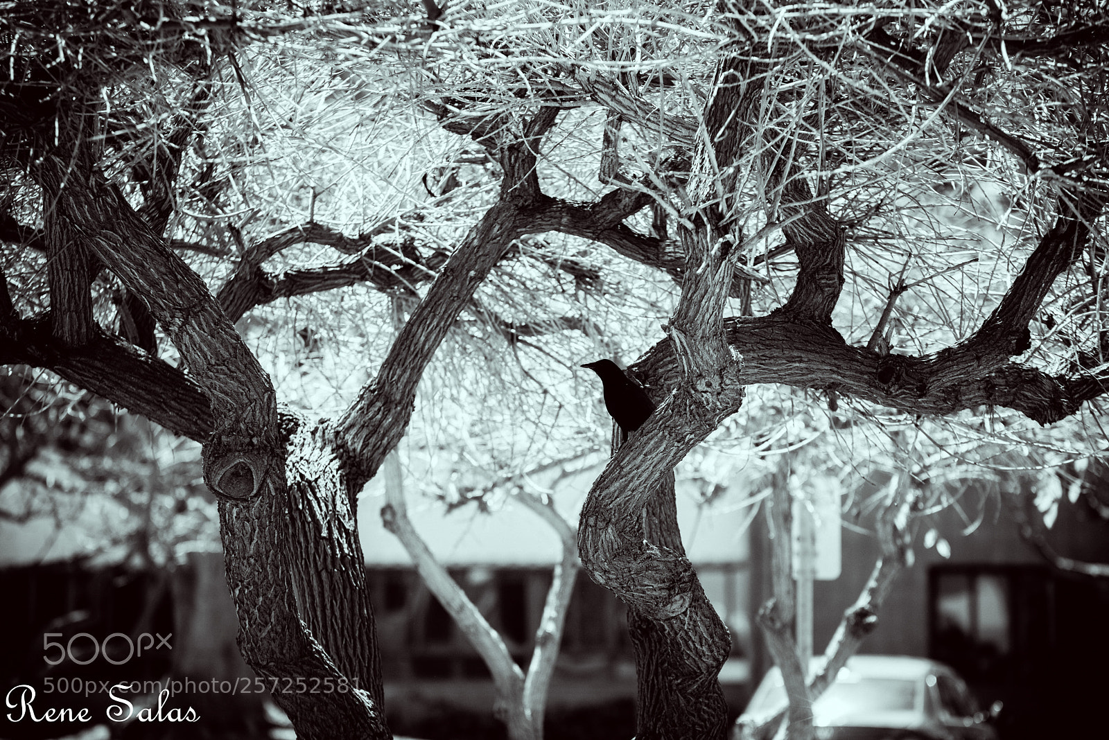 Nikon D810 sample photo. Ren2 photography
