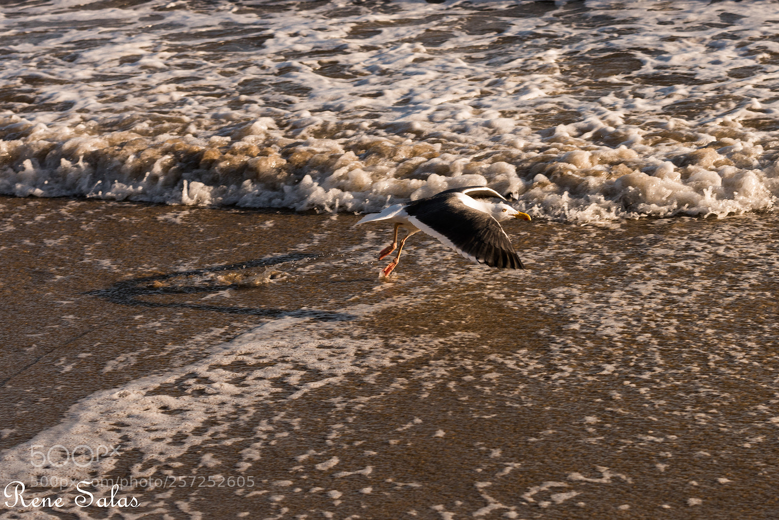 Nikon D810 sample photo. Ren5 photography