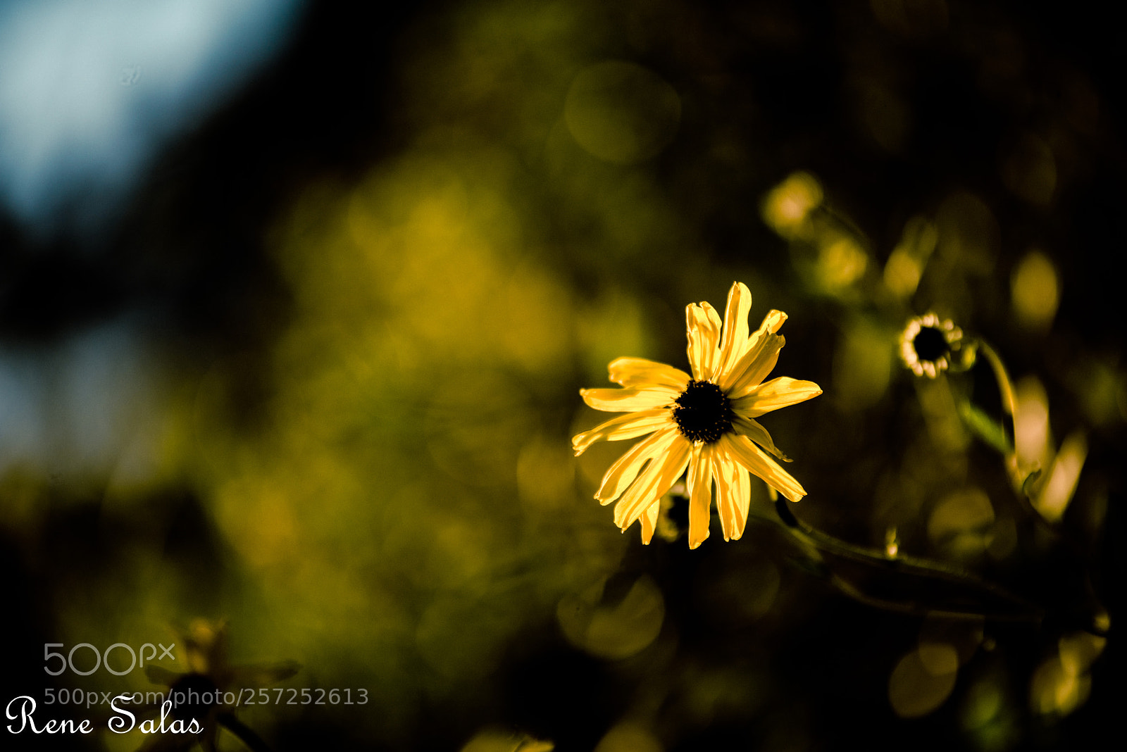Nikon D810 sample photo. Ren8 photography