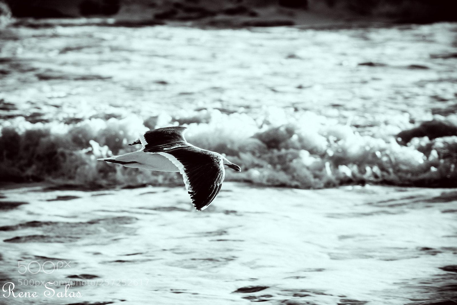 Nikon D810 sample photo. Ren7 photography