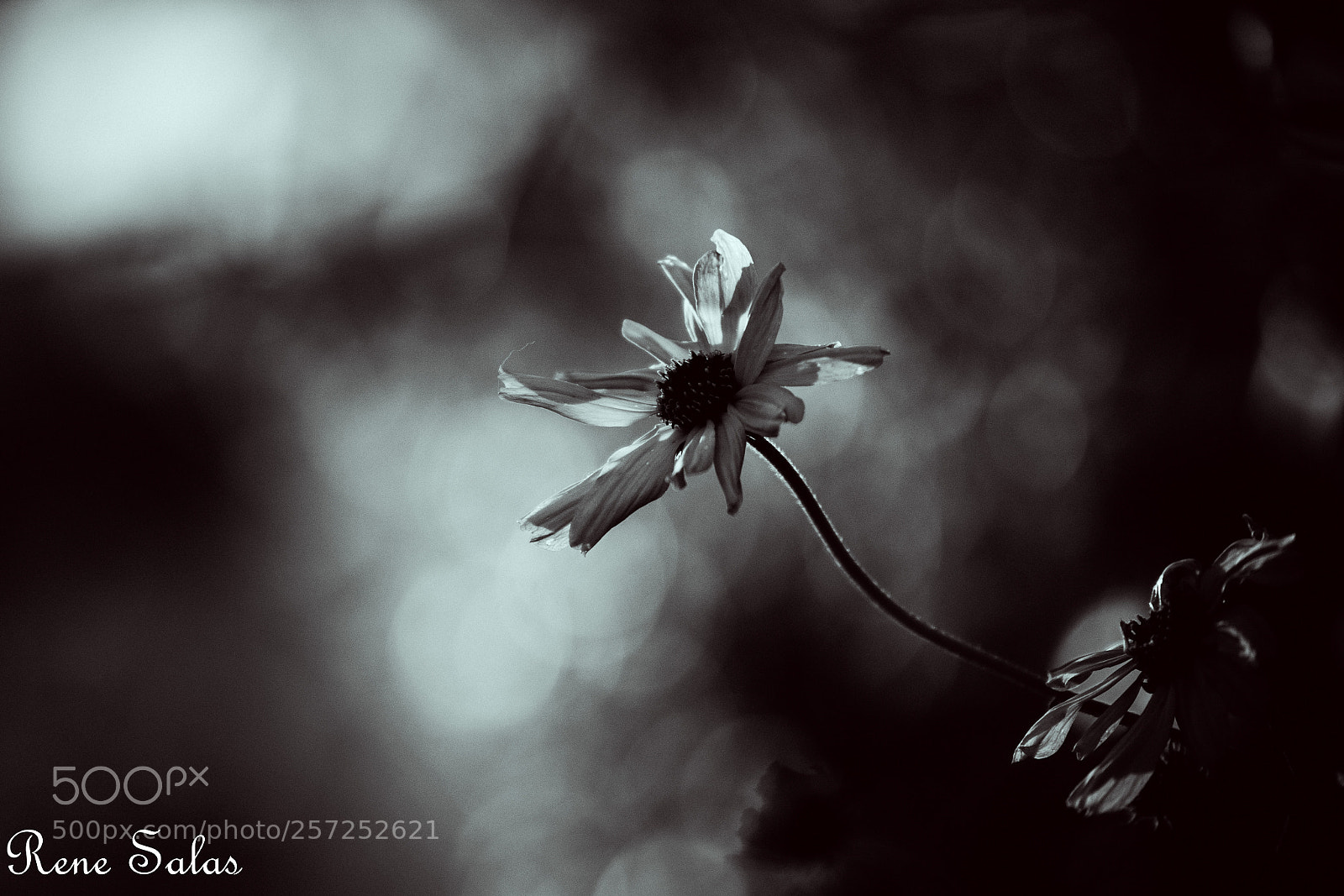 Nikon D810 sample photo. Ren9 photography
