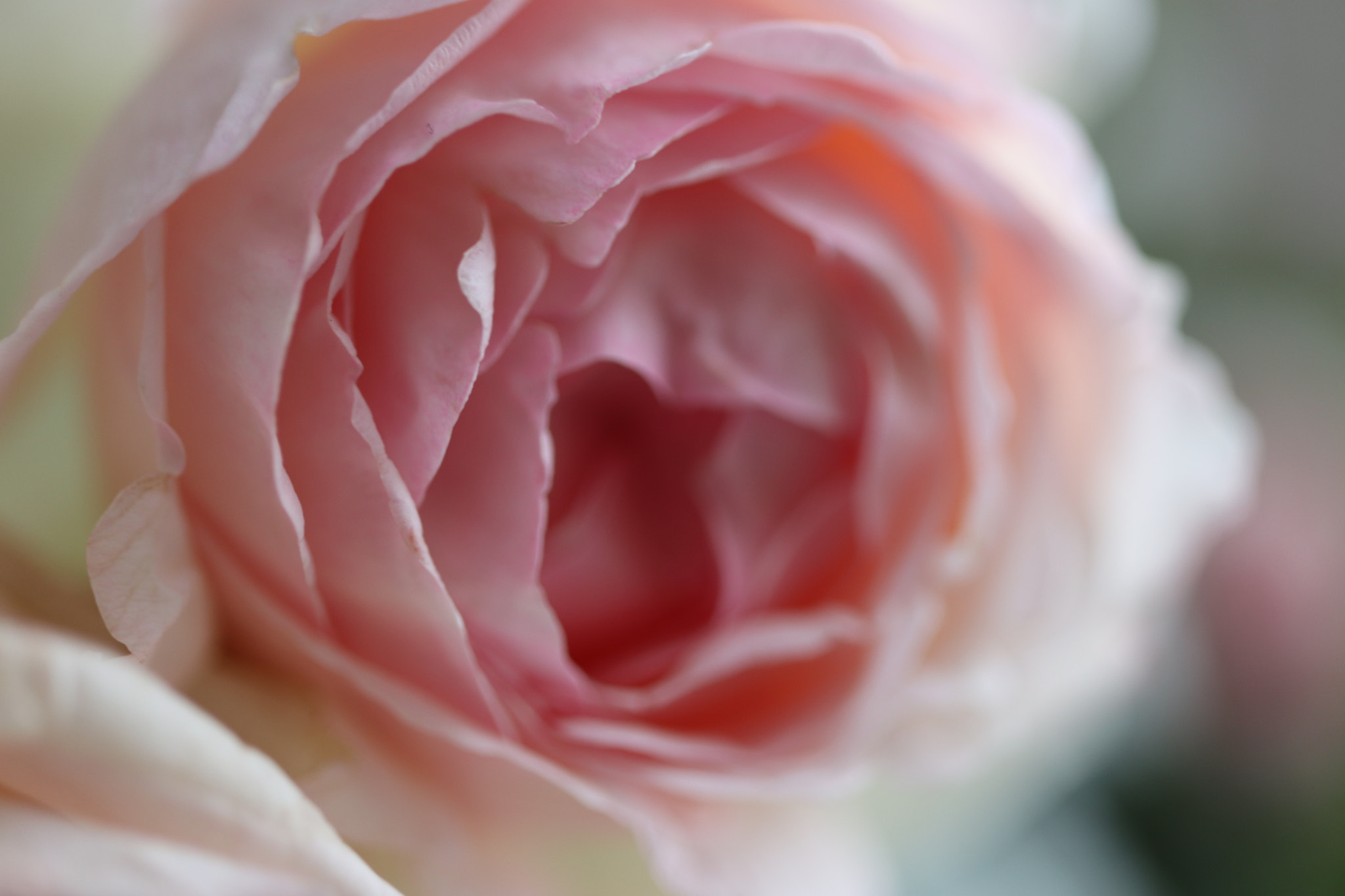 Canon EF-S 35mm F2.8 Macro IS STM sample photo. Rose photography