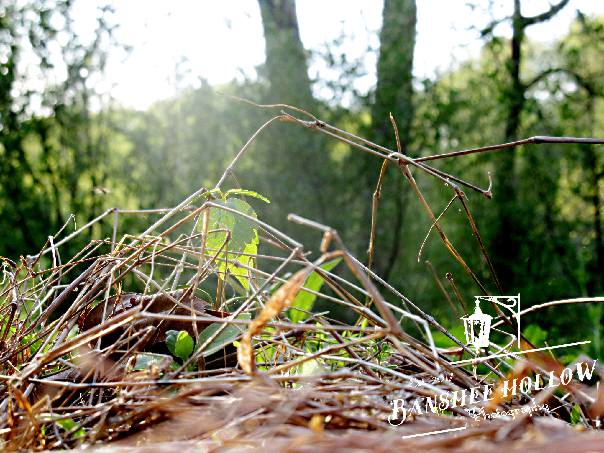 Canon PowerShot ELPH 360 HS (IXUS 285 HS / IXY 650) sample photo. Img photography