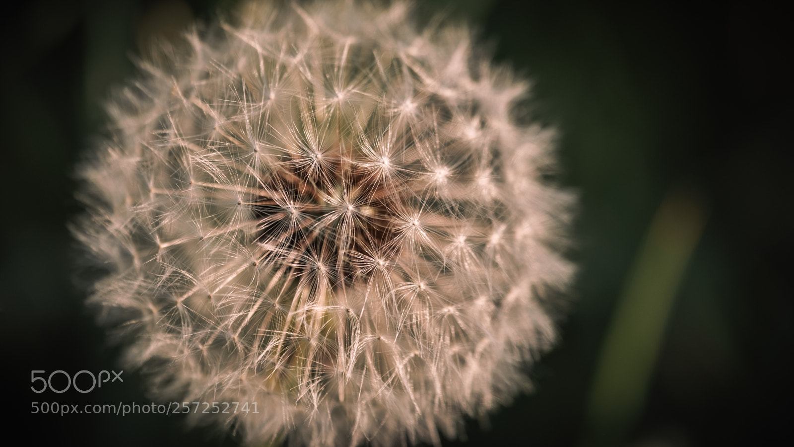 Fujifilm X-H1 sample photo. Dantelion photography